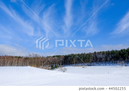 Snowy field 44502255