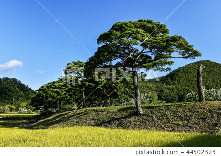 Pine, Rice, Samji Waterfront Park, Nutrition, Gyeongbuk Pine, Rice, Samji Waterfront Park, Nutrition, Gyeongbuk 44502323