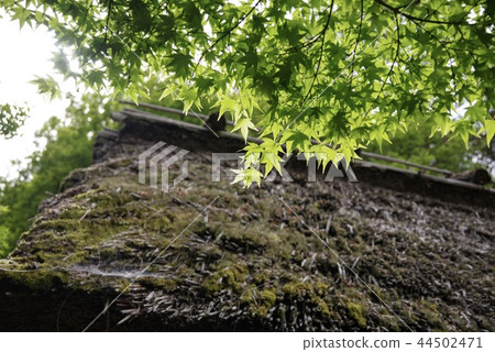 Kyoto, Arashiyama, Hogunin (May) of fresh green maple 44502471
