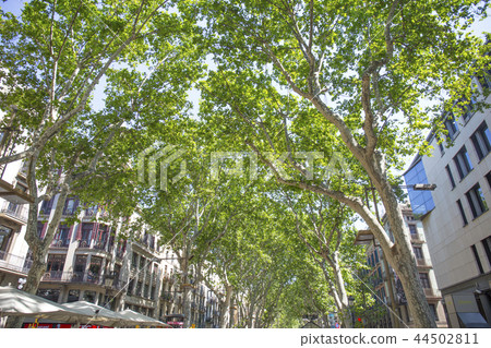 Ramblas Barcelona 44502811