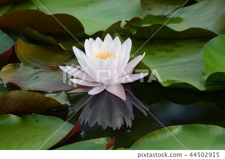Sheep grass reflected in the water 44502915