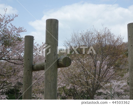 Ryuosan Park-Cherry blossoms 44503362