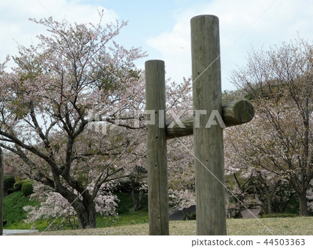Ryuosan Park-Cherry blossoms 44503363