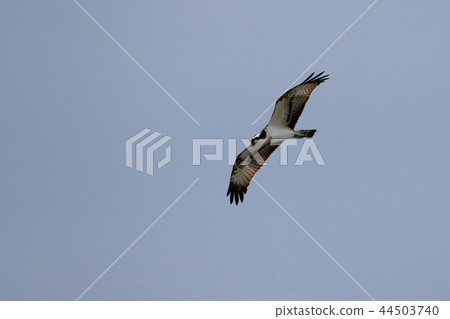 風箏 風箏 44503740