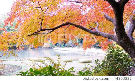 Autumn leaves in Kyoto Autumn leaves in Kyoto 44503822
