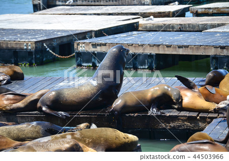 San Francisco Fisherman's Wharf's seal 44503966