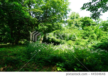 Shishonosei Marshland Tohoku Akita Prefecture 44504648