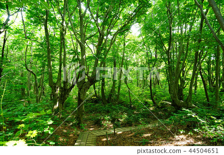 Shishonosei Marshland Tohoku Akita Prefecture 44504651