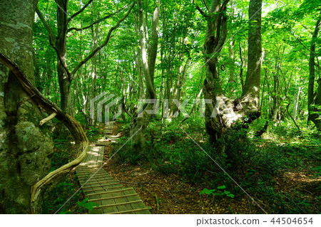 Shishonosei Marshland Tohoku Akita Prefecture 44504654