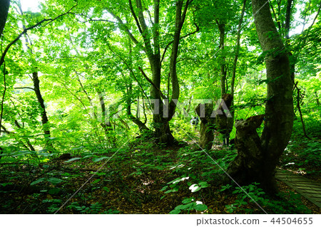 Shishonosei Marshland Tohoku Akita Prefecture 44504655
