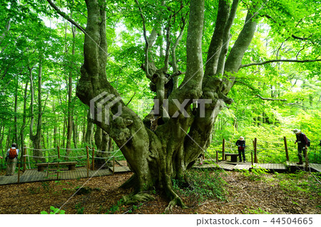 Shishonosei Marshland Tohoku Akita Prefecture Shishonosei Marshland Tohoku Akita Prefecture 44504665