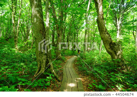 Shishonosei Marshland東北秋田縣 44504674