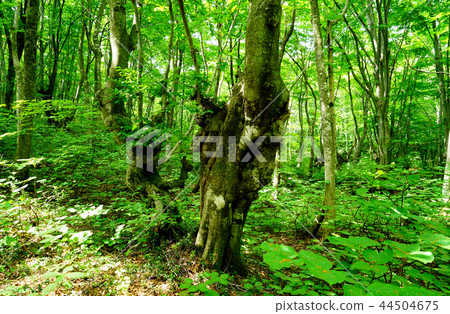 Shishonosei Marshland Tohoku Akita Prefecture Shishonosei Marshland Tohoku Akita Prefecture 44504675