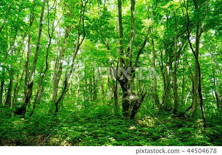 Shishonosei Marshland Tohoku Akita Prefecture Shishonosei Marshland Tohoku Akita Prefecture 44504678