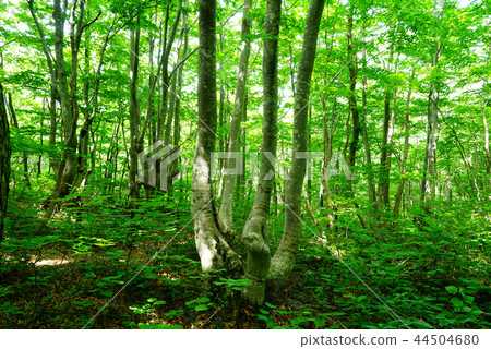 Shishonosei Marshland Tohoku Akita Prefecture 44504680
