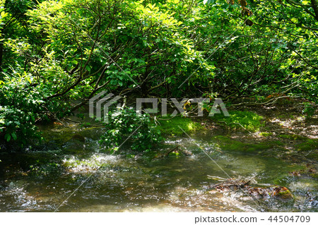 Shishonosei Marshland Tohoku Akita Prefecture 44504709