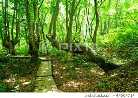 Shishonosei Marshland Tohoku Akita Prefecture Shishonosei Marshland Tohoku Akita Prefecture 44504714