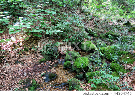 Shishonosei Marshland Tohoku Akita Prefecture 44504745