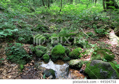 Shishonosei Marshland Tohoku Akita Prefecture Shishonosei Marshland Tohoku Akita Prefecture 44504758