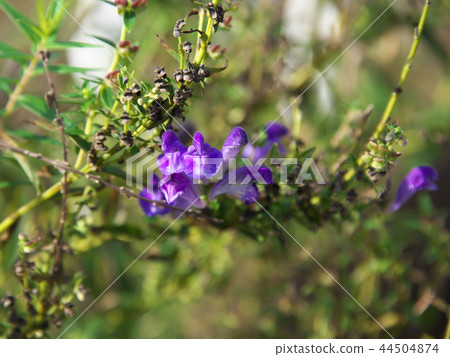 從上面 從上面 44504874