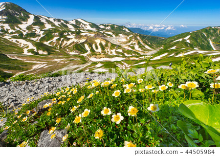 The alpine flora Chirumuma (Toyama Prefecture Nakashinkawa-gun Tateyama-cho), which is in full bloom in Kurobe Tateyama, has a shooting position in the work comment column 44505984
