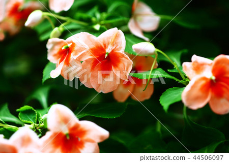 猩紅色，鳳仙花 44506097