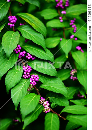 Beautiful fruits of Komurasaki 44506118