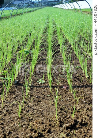 蔥的幼苗 44507826