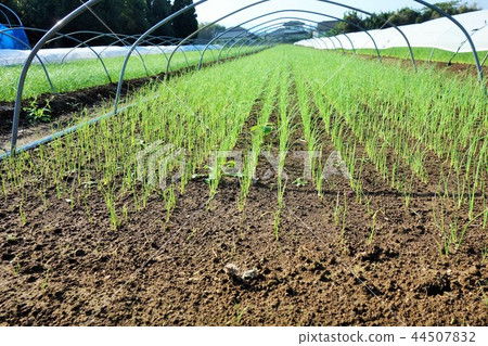 Seedlings of green onion 44507832