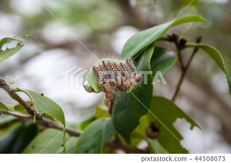 Chad Kuga附著在桑葉上 44508073