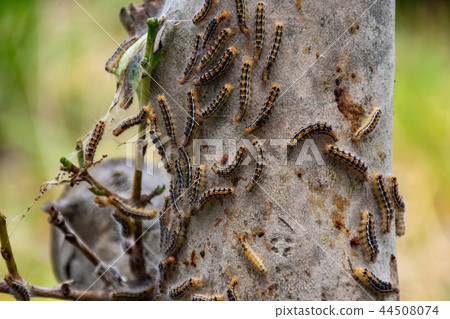 Chad Kuga附在一棵柿子樹上 44508074