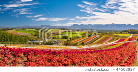 北海道美瑛町四季彩之丘展望台花田 44508087