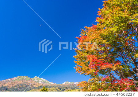 (Nagano) Autumn Norikura plateau maple (Nagano) Autumn Norikura plateau maple 44508227