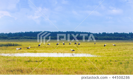 White Storks Resting On A Field At Summer Day 44508286