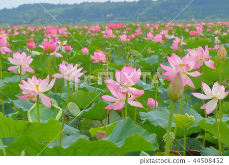 蓮花 蓮花 44508452