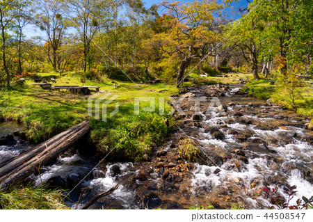 （長野縣）秋季Norikura Kogen Ichinosese地面 44508547