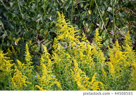 Seiitakahawadanchi So(高泡沫成長) Seiitakahawadanchi So(高泡沫成長) 44508583