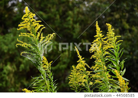 Seiitakahawadanchi So（高泡沫成長） 44508585