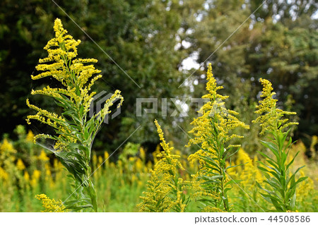 Seiitakahawadanchi So（高泡沫成長） 44508586