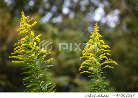 Seiitakahawadanchi So(高泡沫成長) Seiitakahawadanchi So(高泡沫成長) 44508587