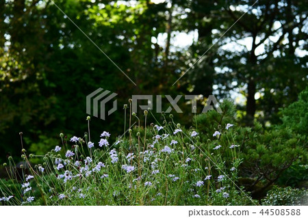 箱根濕花園的松本草 箱根濕花園的松本草 44508588