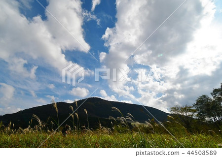 Suki blooming Hakone wet flower garden Suki blooming Hakone wet flower garden 44508589