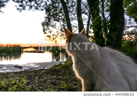 cat esthete 44508610