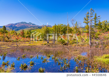 （長野縣）秋天Norikura高地道場池塘 44508646