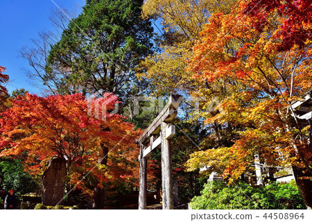 Koginu Shrine 44508964