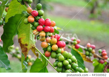 在樹的紅色咖啡豆 在樹的紅色咖啡豆 44508982
