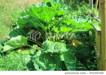 An overview of rhubarb (the ingredients for jams and cakes) 44509399