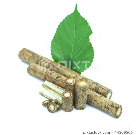 Burdock roots isolated on the white background. Burdock roots isolated on the white background. 44509506
