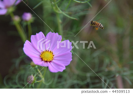 鮮花和蜜蜂 鮮花和蜜蜂 44509513