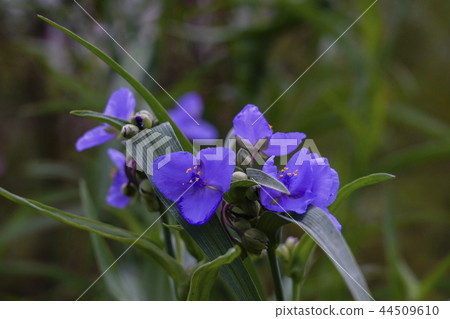  Spiderwort 44509610